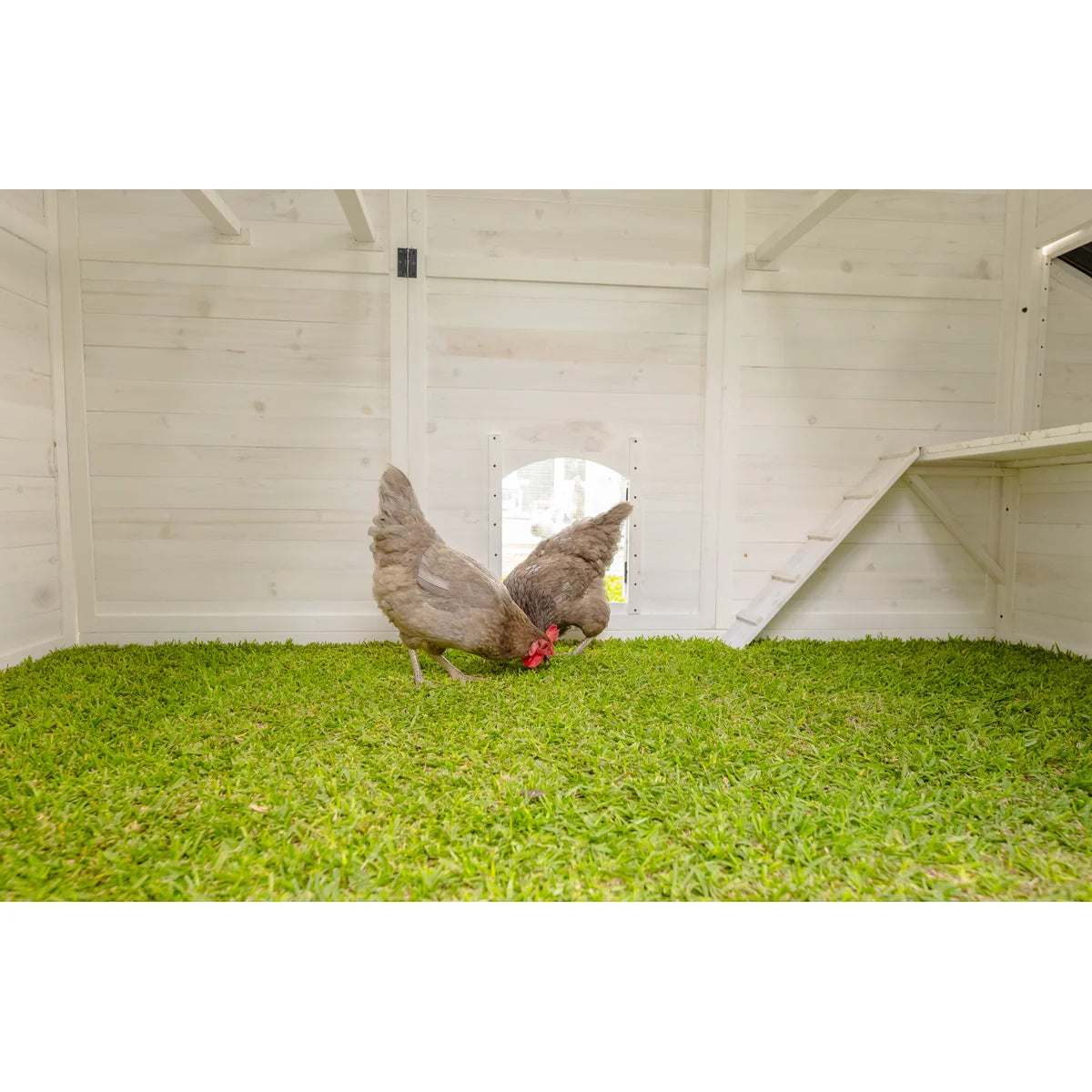 105.22 Square Feet Chicken Coop with Chicken Run For Up To 26 Chickens